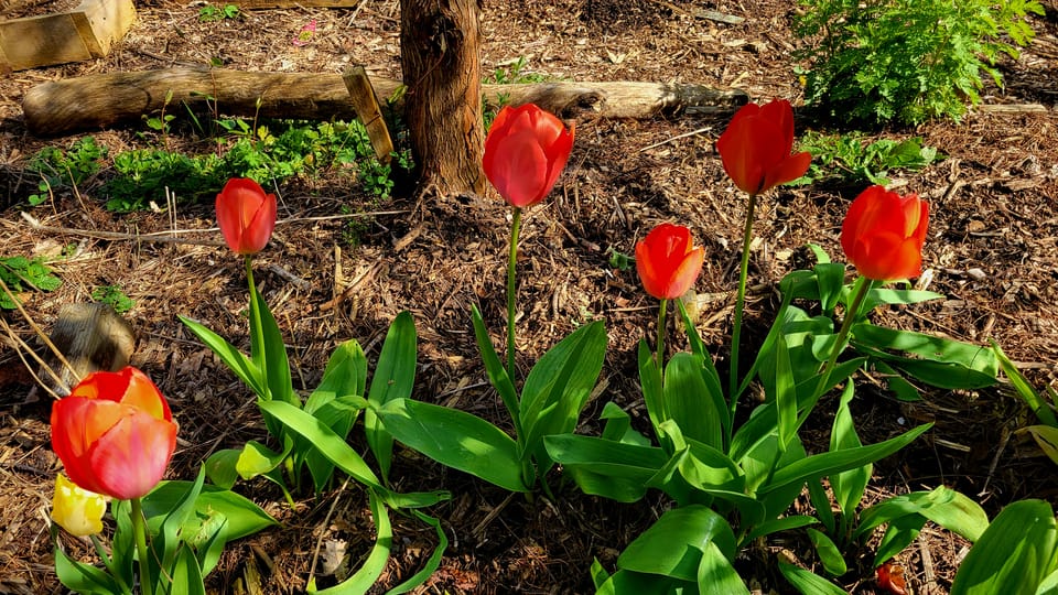 DWeb Vancouver May 2025 events