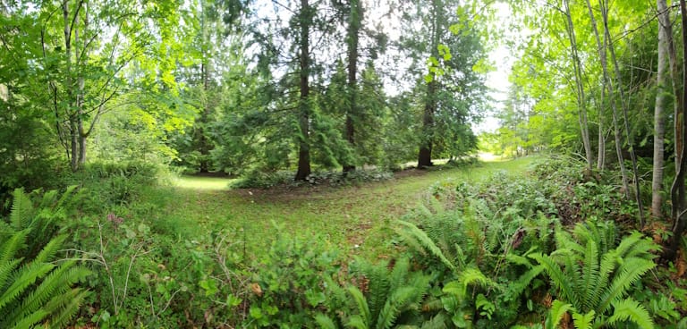 A landscape panorama of a mossy path between a copse of trees and a forest, looking out at the path from the forest's edge. Greenery is everywhere, with ferns bording the image.